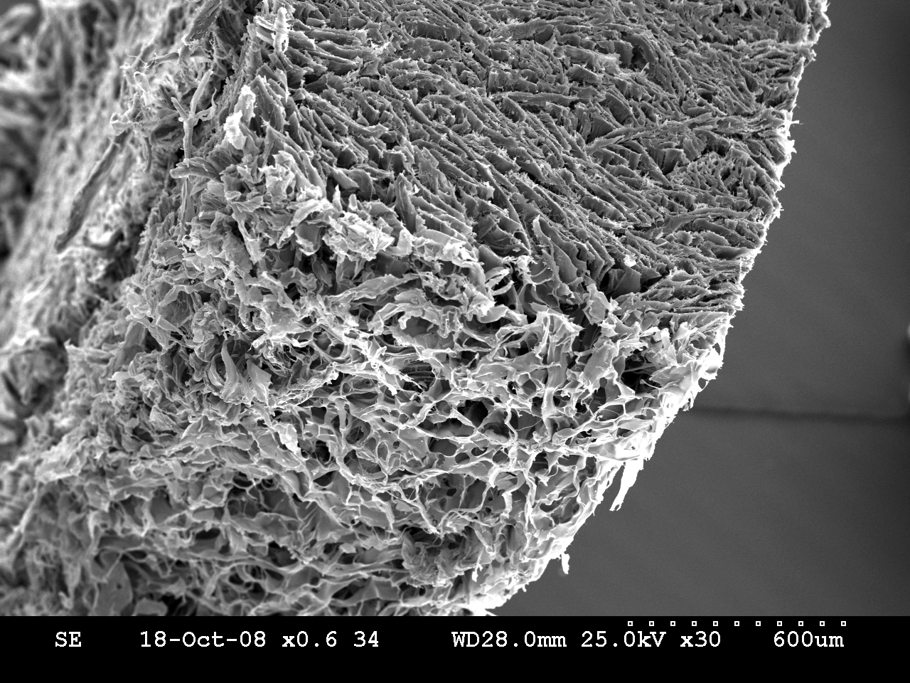 biocade® SEM görüntüsü 1
