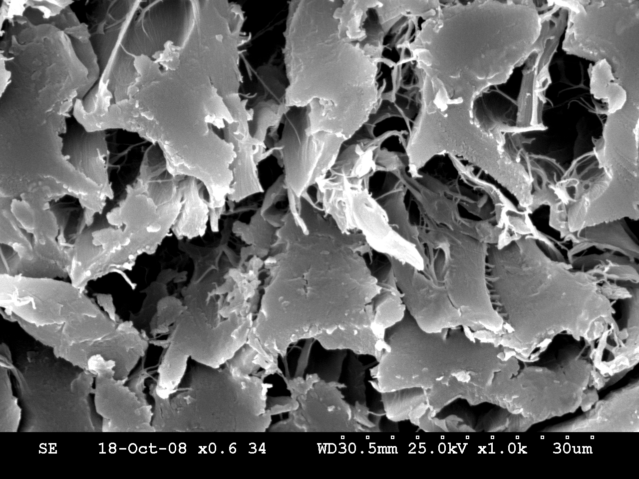 biocade® SEM görüntüsü 3
