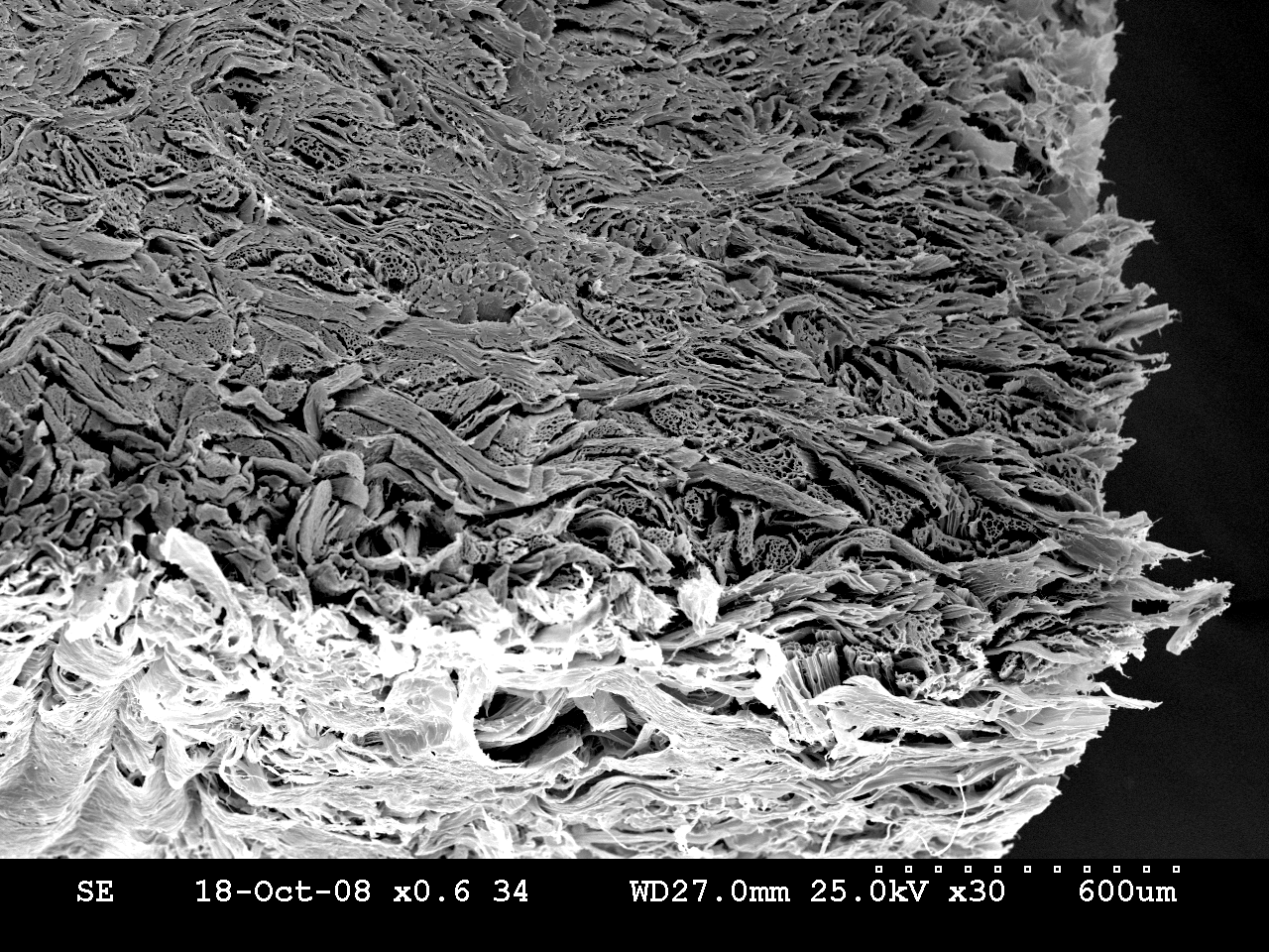 biocade® SEM görüntüsü 2